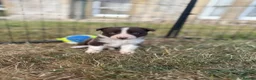Border Collie dogs for sale: Beautiful Border Collie Puppies  - Advert 17