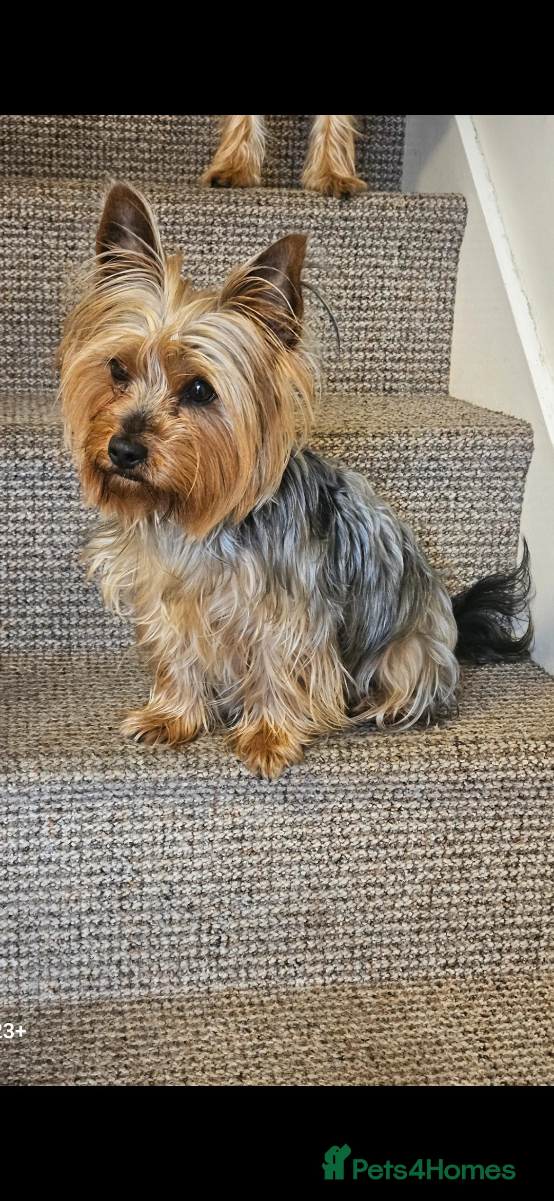 Yorkshire Terrier dogs for sale: My Luna have 4 puppies on 16 may   in Boston - Advert 2
