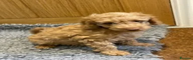 Labradoodle 3 apricot