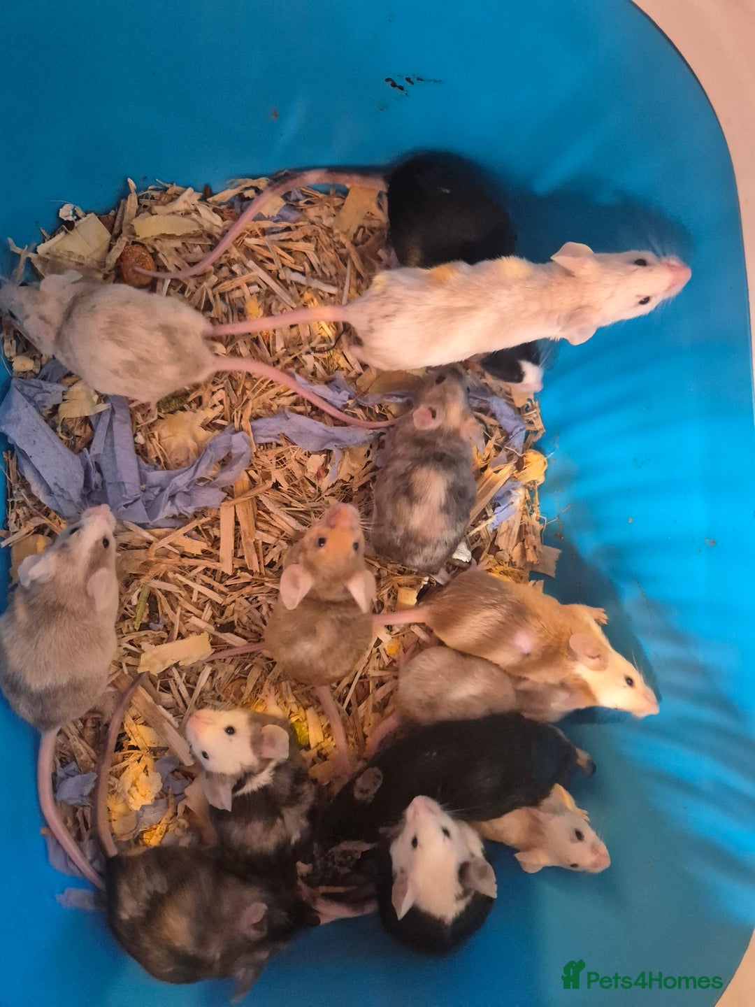 Mouse rodents for sale: Fancy mice for sale - Image 5
