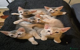 Abyssinian cats for sale: Abyssinian kittens for sale ! Just one boy left - Image 1