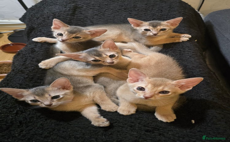 Abyssinian cats - Advert 3