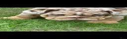 English Bulldog dogs for sale: Chocolate Merle boy outstanding bloodlines  - Advert 16