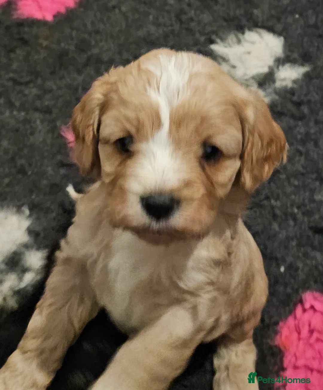 Cavapoo dogs for sale: Extensively health tested F1 Cavapoo puppies 🐶  - Advert 4