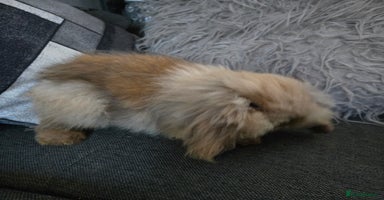 Mini Lion Lop rabbits - Advert 4