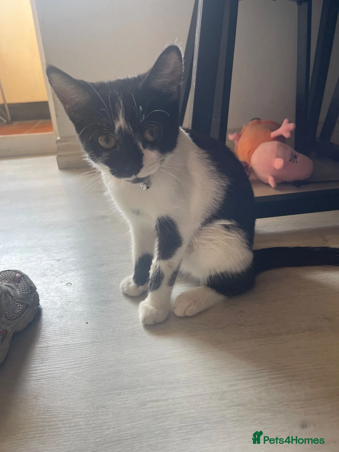 Mixed Breed cats for sale: Ghost /Breed is mixed (tuxedo, maine coon, tortie) - Advert 2