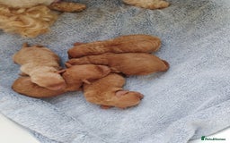 Toy Poodle dogs for sale: Pedigree toy poodles - Image 2