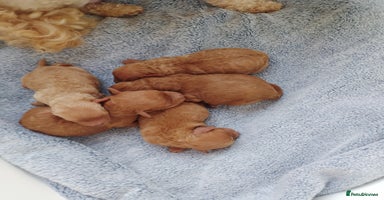 Toy Poodle dogs - Advert 12