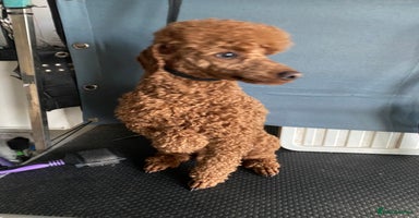 Miniature Poodle dogs in Preston - Advert 16