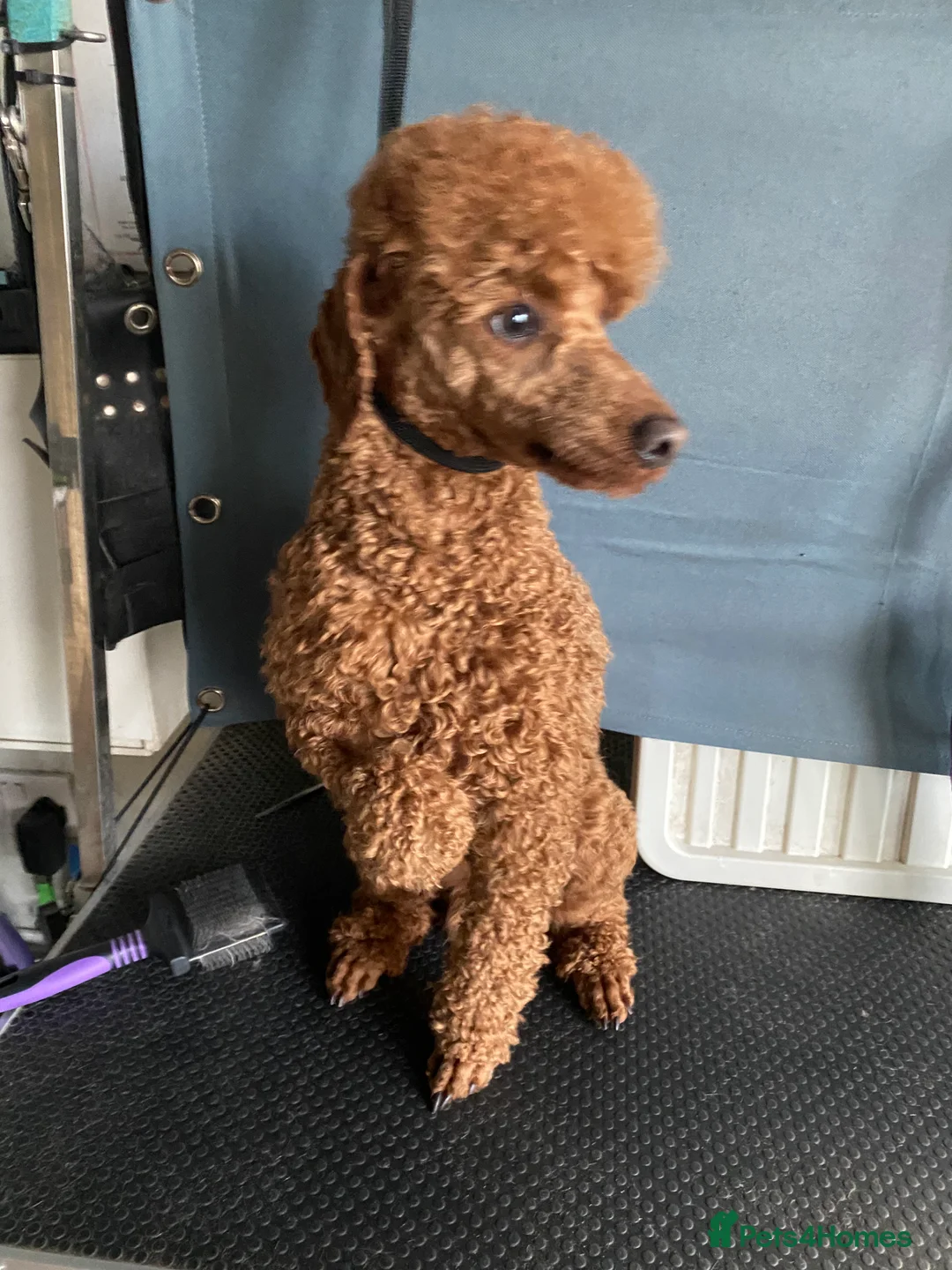 Miniature Poodle dogs for stud: Kc red miniature poodle stud in Preston - Advert 3