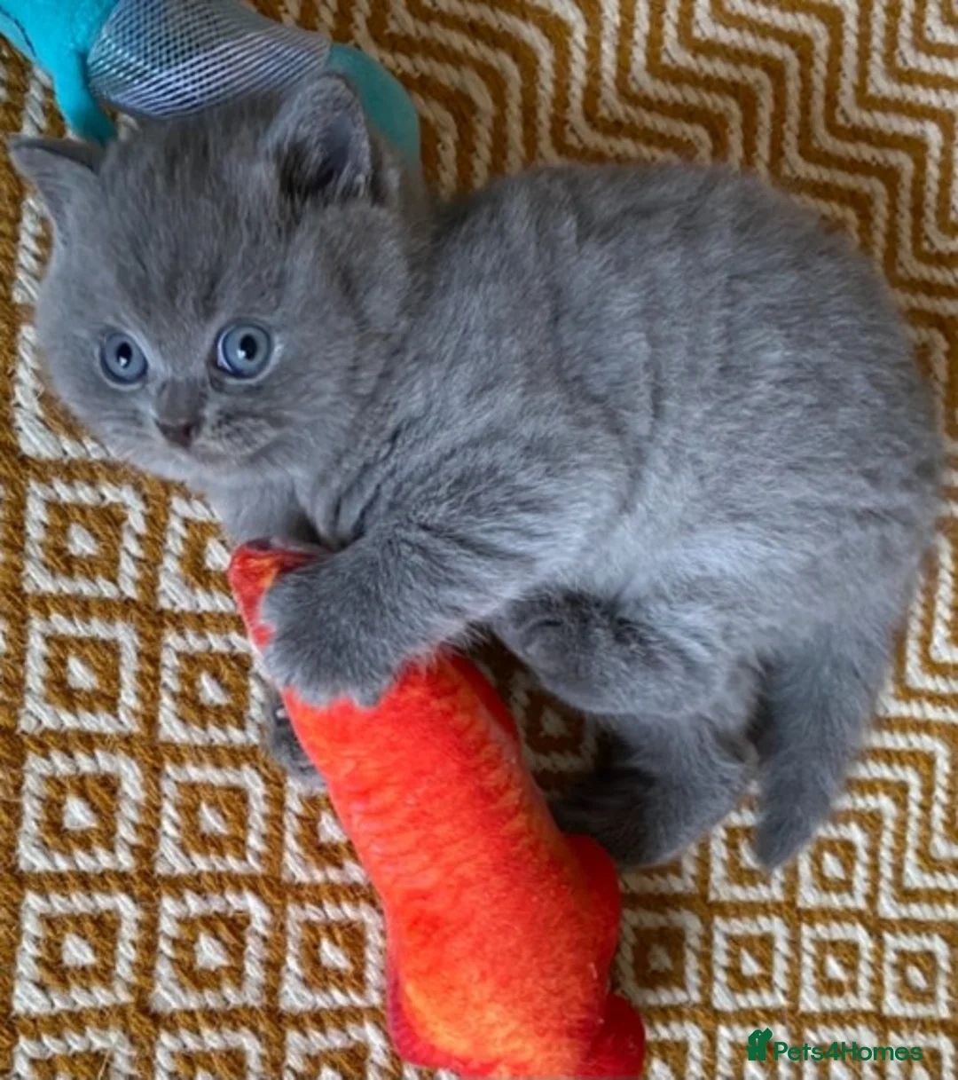 British Shorthair cats for stud: GCCF/ TICA British shorthair stud in Wakefield - Advert 8