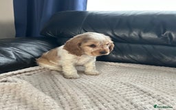 Cocker Spaniel dogs for sale: Gorgeous show type cocker spaniel  - Image 4