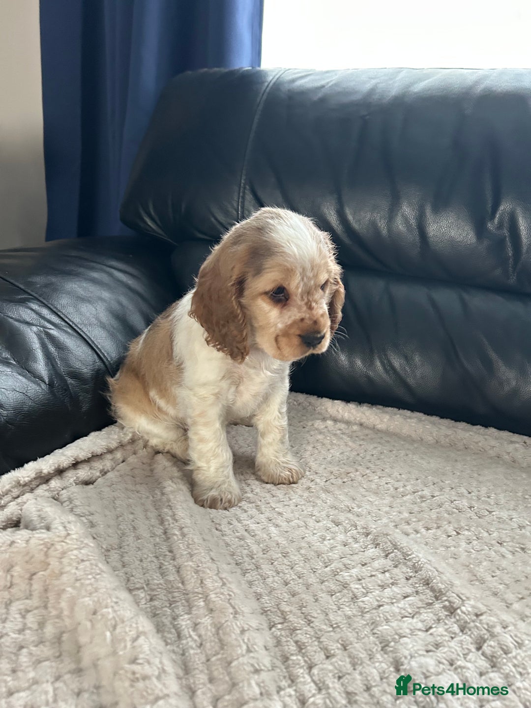 Cocker Spaniel dogs for sale: Gorgeous show type cocker spaniel  - Image 4