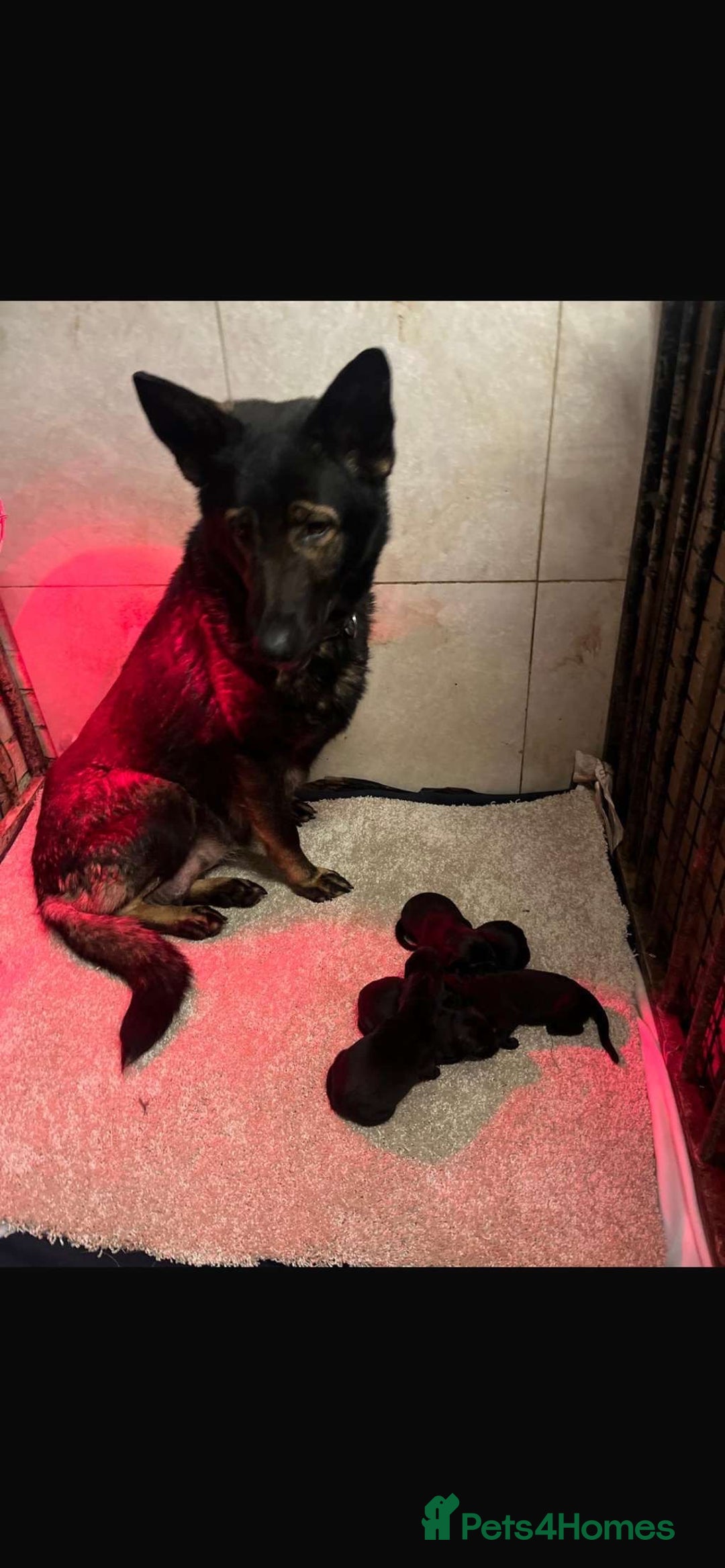 German Shepherd dogs for sale: Beautiful chunky German shepherd puppies  - Image 4