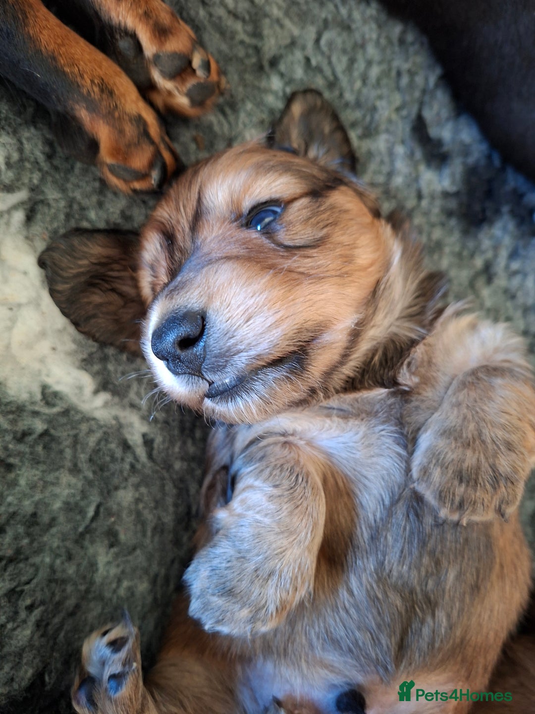 Miniature Dachshund dogs for sale: Long haired shaded cream miniature dachshunds  - Advert 7