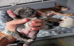 Chihuahua dogs for sale: 🐾 Adorable Chihuahua Puppies for Sale 🐾 - Image 17