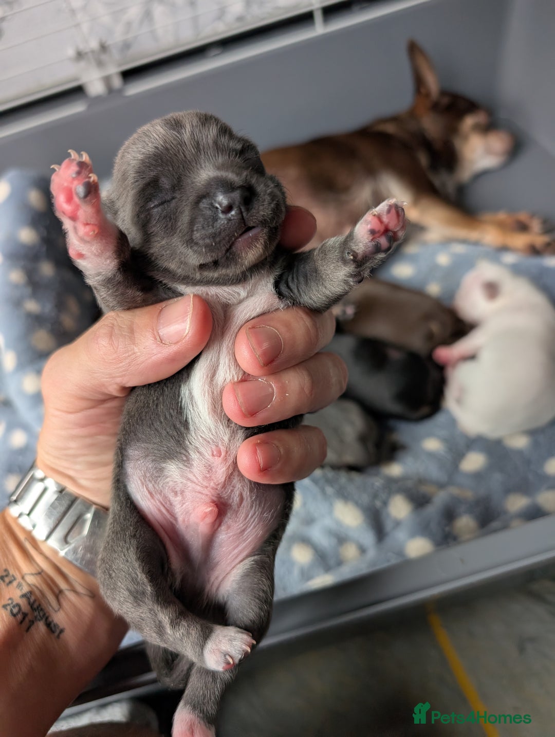 Chihuahua dogs for sale: 🐾 Adorable Chihuahua Puppies for Sale 🐾 - Image 17