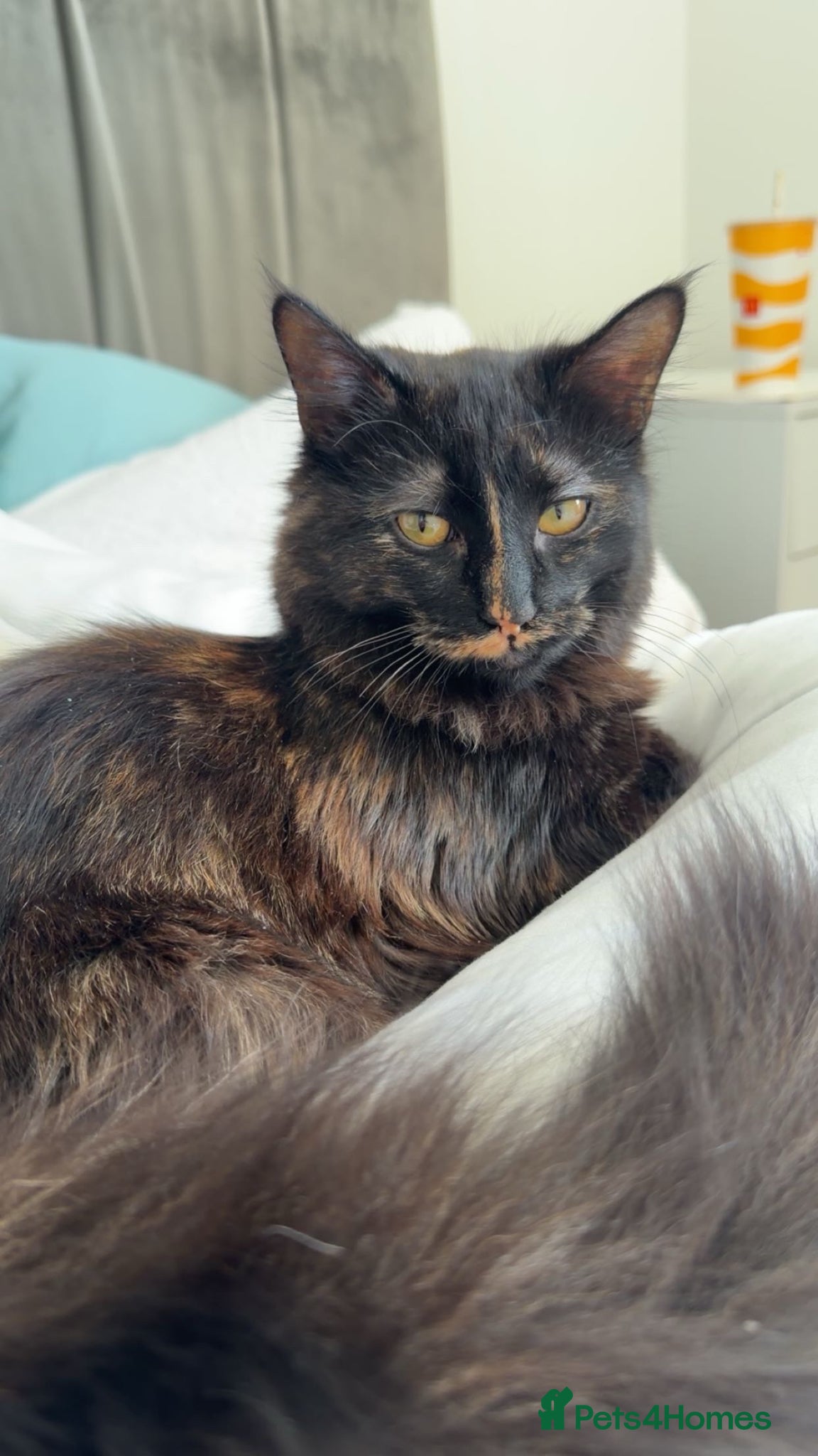 Mixed Breed cats 2 beautiful sisters  - Advert 14