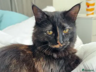 Mixed Breed cats 2 beautiful sisters - Advert 14