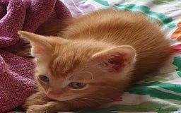 Mixed Breed cats for sale: Gorgeous friendly kittens - Image 2