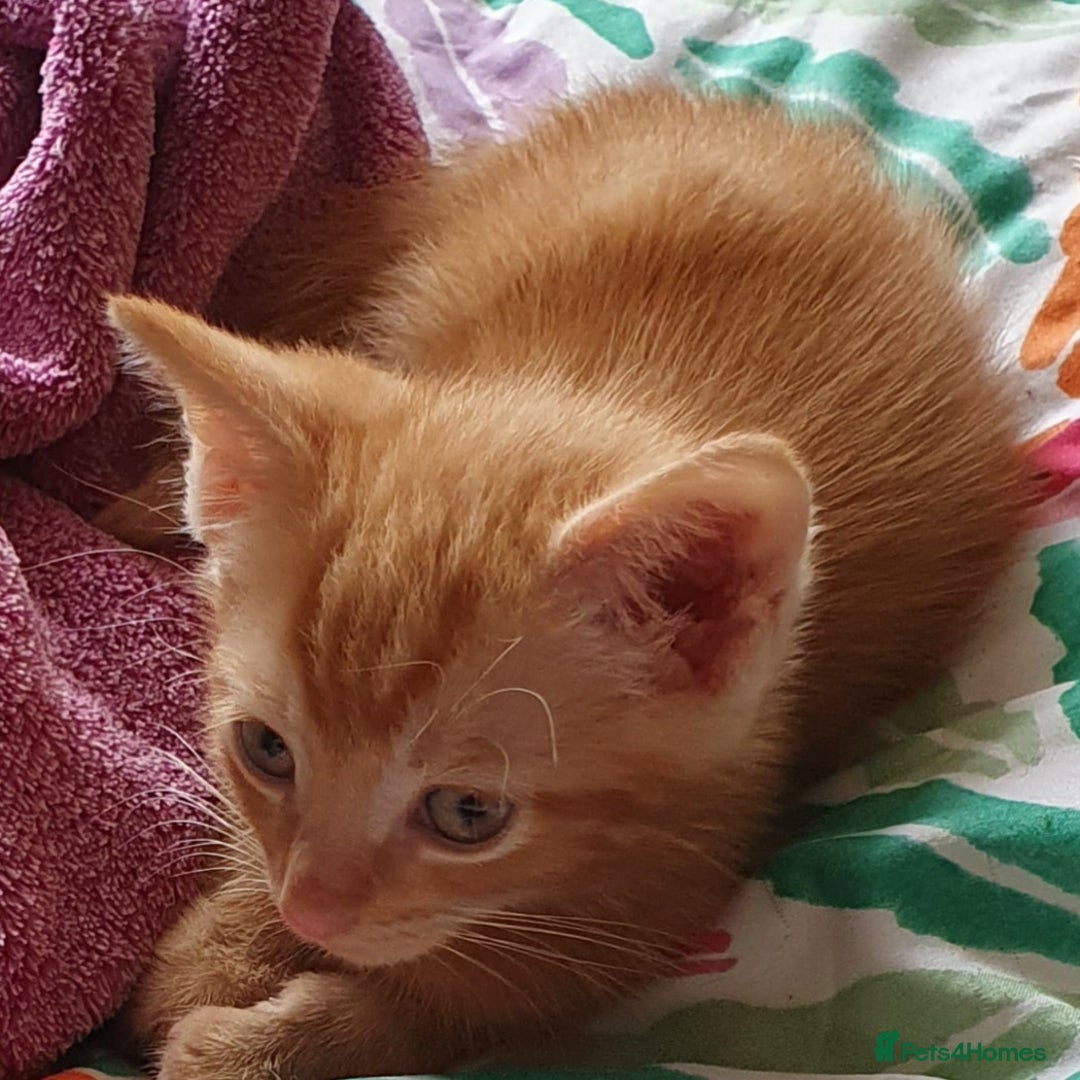 Mixed Breed cats for sale: Gorgeous friendly kittens - Image 2