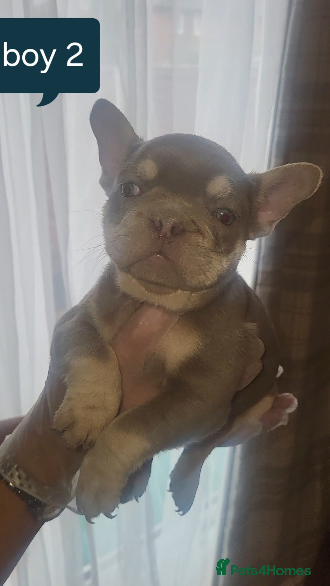 French Bulldog dogs for sale: New shade french bulldogs - Advert 31