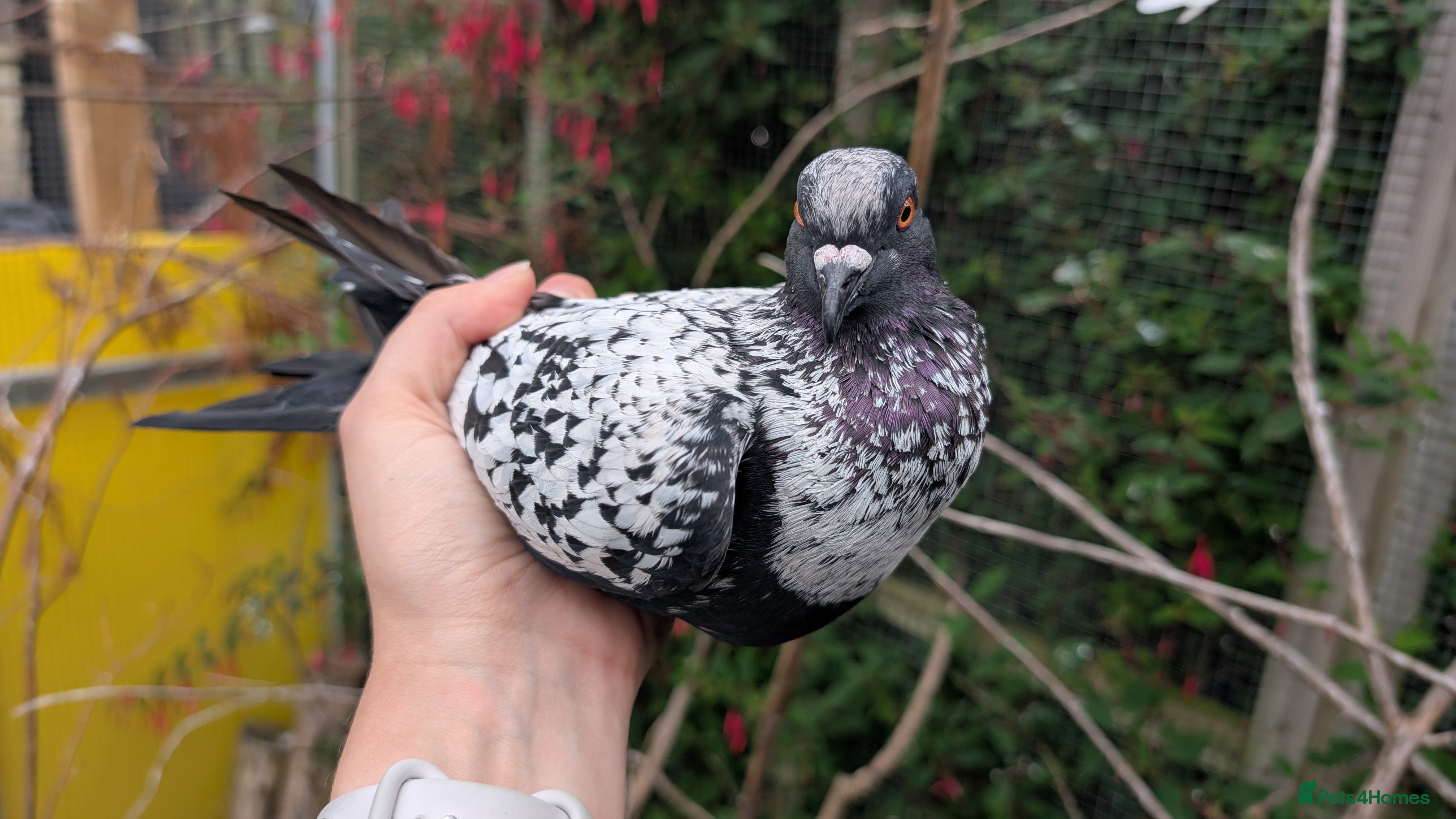 Pigeons birds Starling pigeon cock - Advert 1