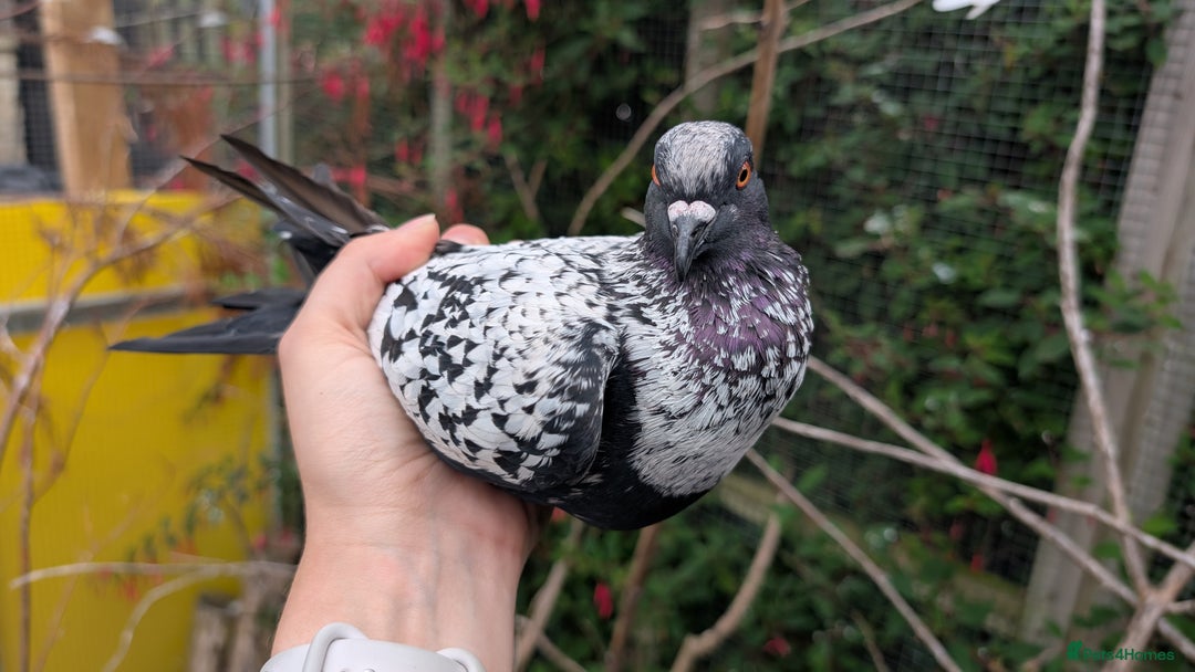 Pigeons birds for sale: Starling pigeon cock - Image 1