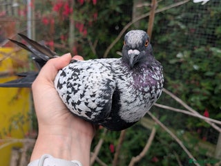 Pigeons birds - Advert 13