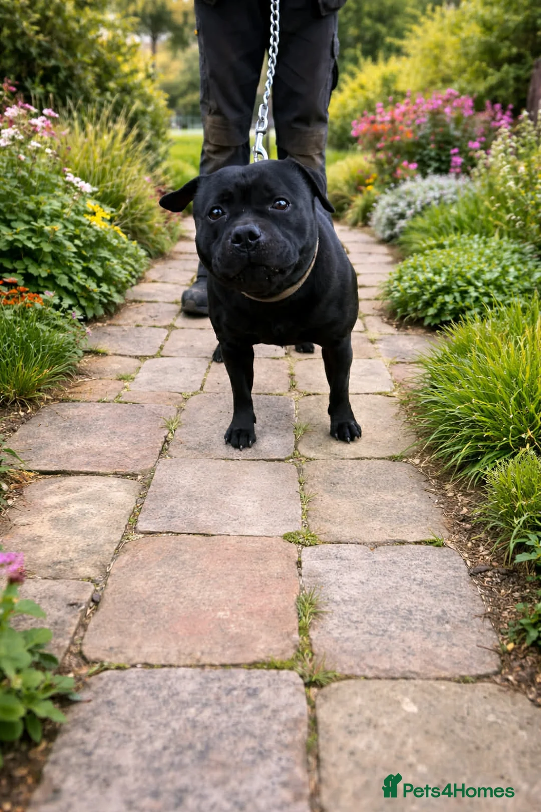 Staffordshire Bull Terrier dogs for stud: Proven Stunning Stud (Staffordshire bullterrier)' - Advert 1