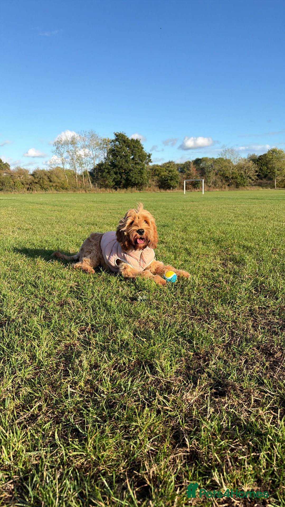 Cavapoo dogs for sale: Rosie 7 months  in Kenilworth - Advert 1