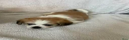 Shih Tzu dogs for sale: 2 shih tzu puppies for sale in Southend-on-Sea - Advert 9