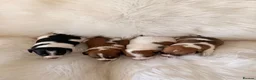 Jack Russell dogs for sale: Jack Russell puppies  in Consett - Advert 9