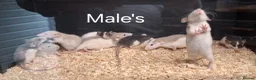 Rat rodents for sale: Baby Dumbo Rat's Male's & Female's - Advert 8