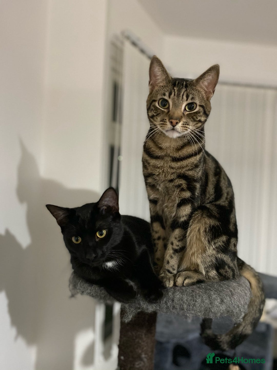 Domestic Shorthair cats for sale: Inseparable Duo need loving home - Image 9