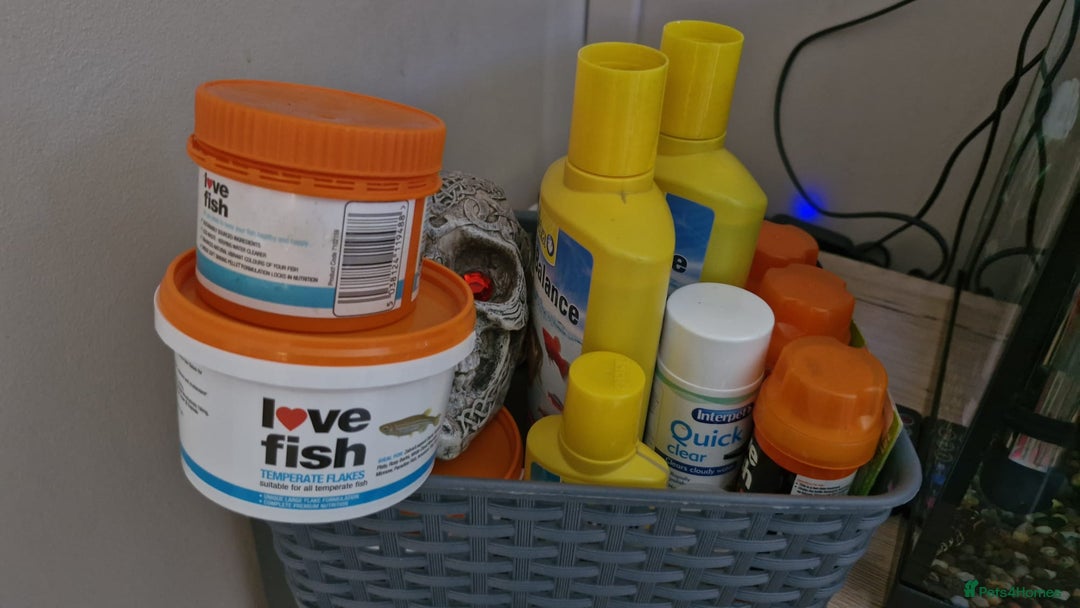 Catfish fish for sale: Complete Fish Tank Setup + Fishes - Advert 4