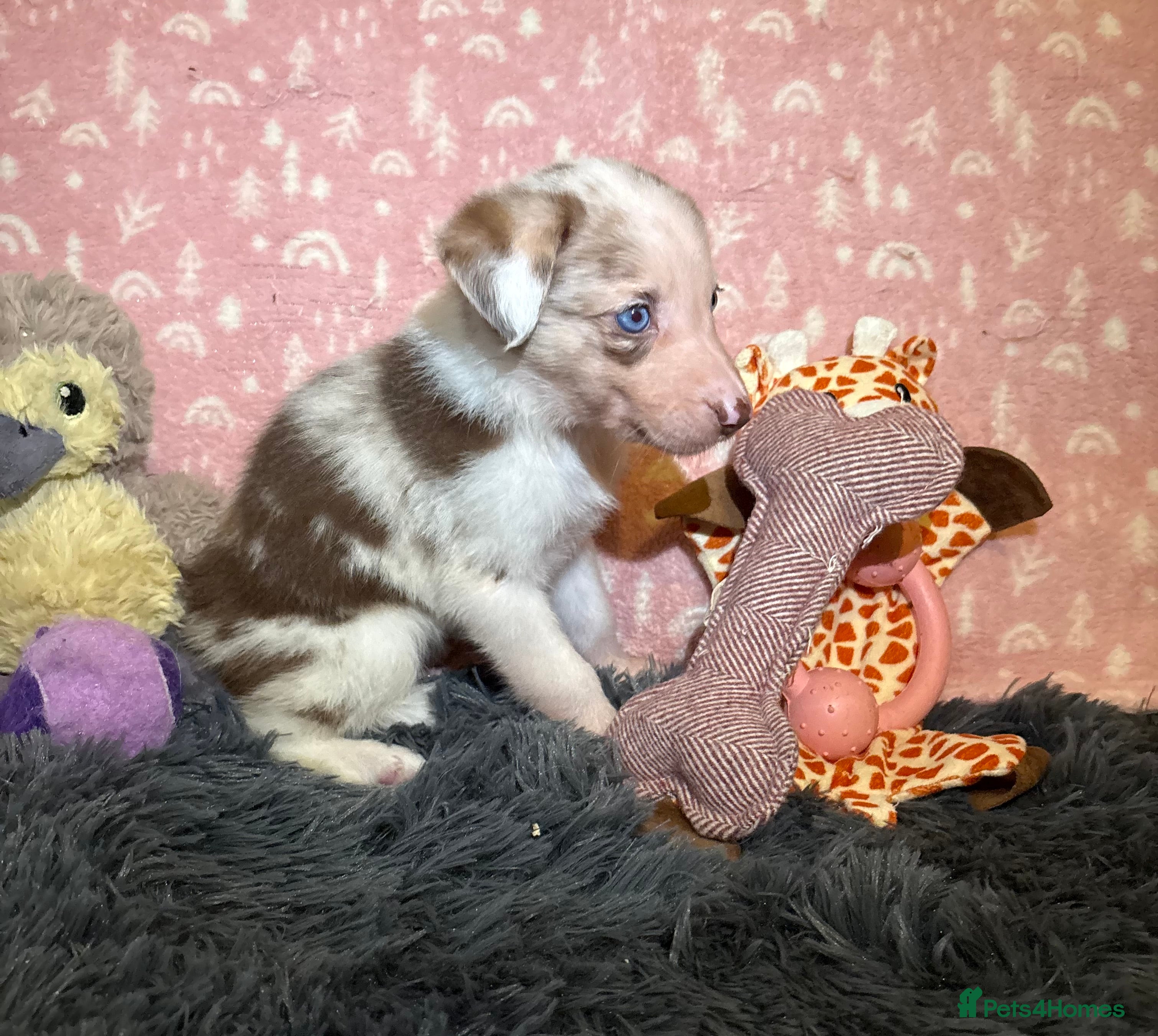 Border Collie dogs Border collie puppies for active homes  - Advert 3