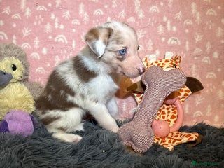 Border Collie dogs Border collie puppies for active homes - Advert 3