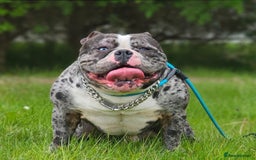 American Bully dogs for sale: REDUCED last girl Quality american Pocket Bully  - Image 20