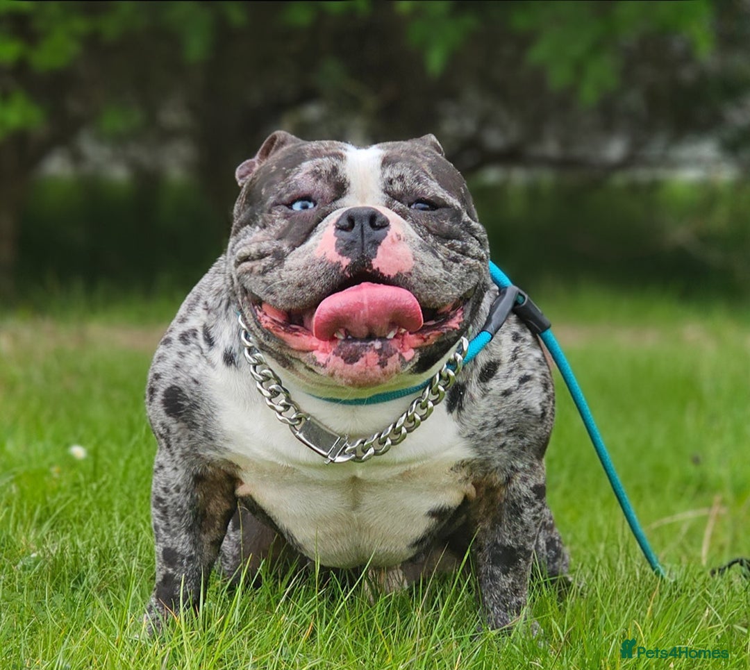 American Bully dogs for sale: REDUCED last girl Quality american Pocket Bully  - Image 20