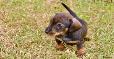 Miniature Dachshund dogs - Advert 10