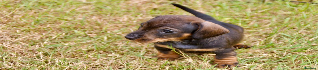 Miniature Dachshund Puppy 2