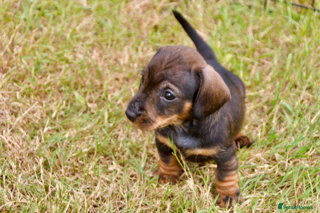 Miniature Dachshund dogs for sale: Miniature Wire Haired Dachshund Puppies - Image 3