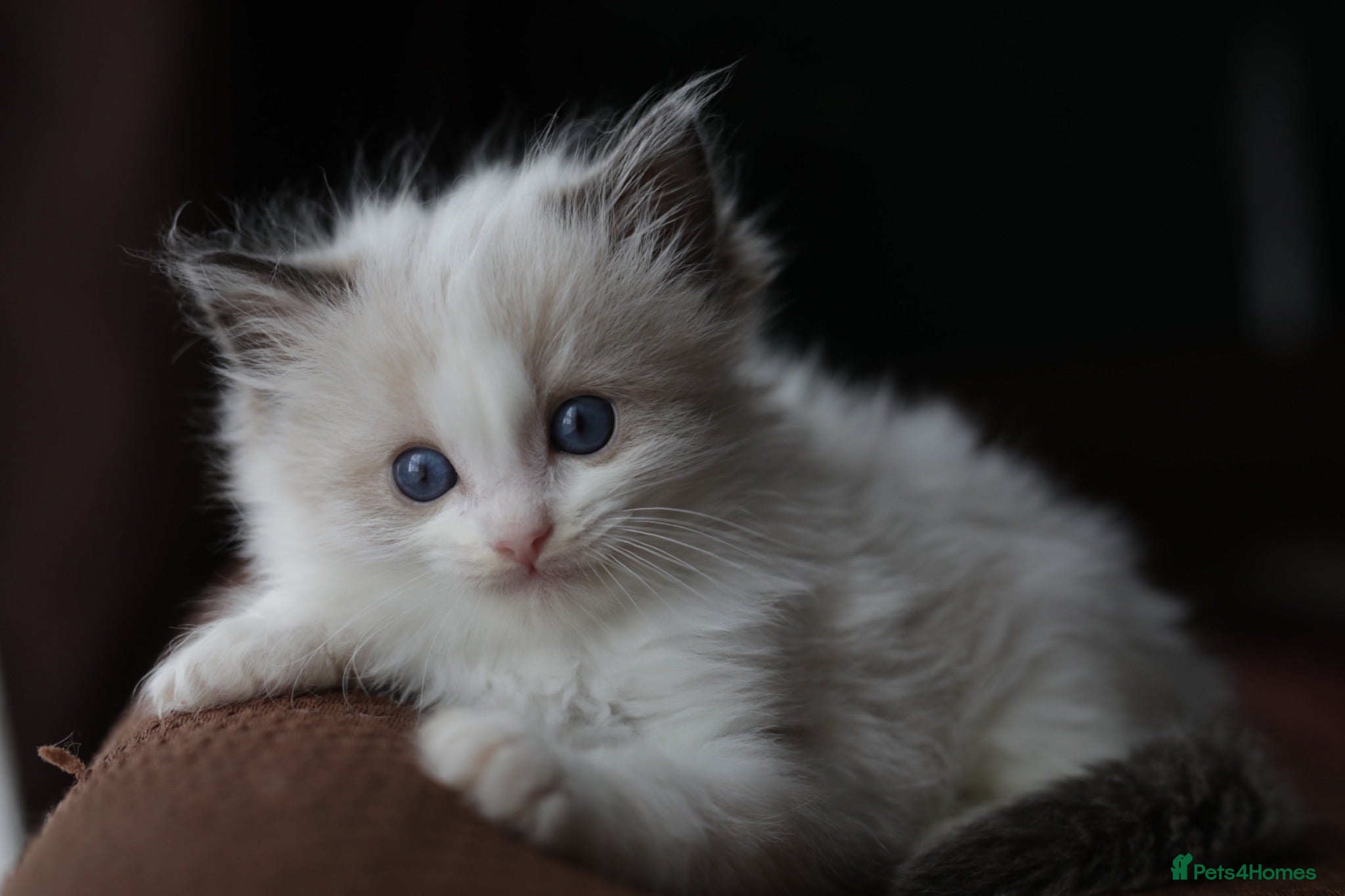 Ragdoll cats Registered Ragdoll kittens - Advert 1