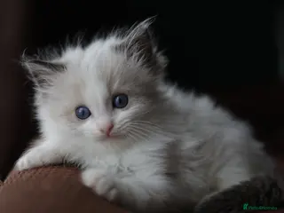 Ragdoll cats Registered Ragdoll kittens - Advert 1