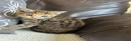 Mixed Breed cats for sale: Beautiful Kittens - Advert 17