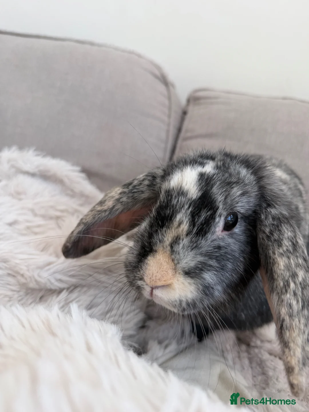 Mixed Breed rabbits for sale: Flopsy and Mopsy in Burton-on-Trent - Advert 5