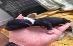 Chinese Crested dogs for sale: Chinese crested powderpuff ready September 12th - Image 6