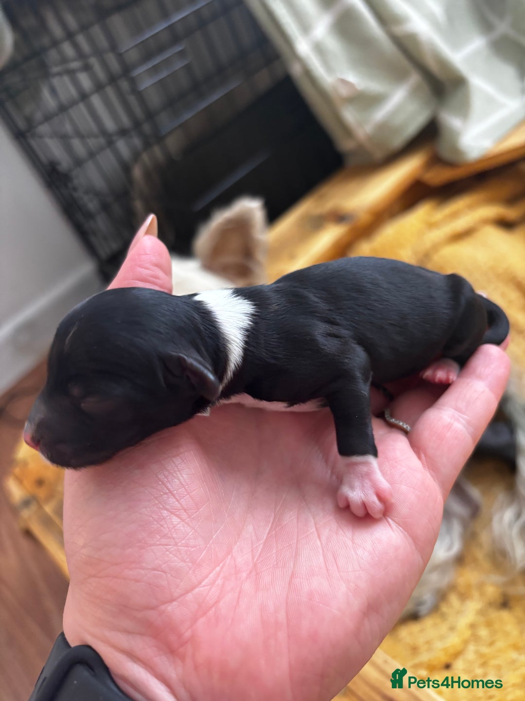 Chinese Crested dogs for sale: Chinese crested powderpuff ready September 12th - Image 6