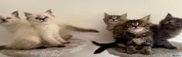 Mixed Breed cats for sale: Maine coon x ragdoll kittens - READY this weekend  - Advert 4